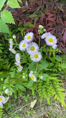 Erigeron philadelphicus