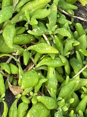 Tetragonia implexicoma