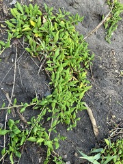 Tetragonia implexicoma