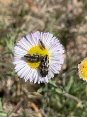 Acmaeodera cuneata