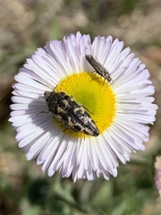 Acmaeodera cuneata