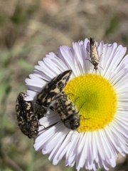 Acmaeodera cuneata