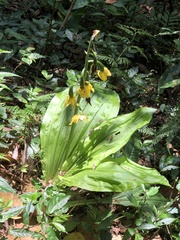 Calanthe striata