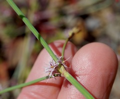 Eriogonum covilleanum