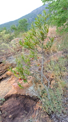 Euclea linearis
