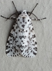 Alpenus maculosa