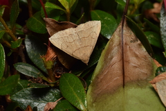 Zanclognatha triplex