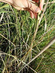 Juncus edgariae