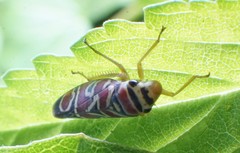 Agrosoma bispinella