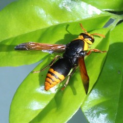 Rhynchium superbum