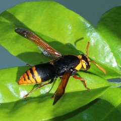 Rhynchium superbum