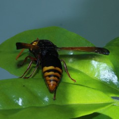 Rhynchium superbum