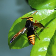 Rhynchium superbum