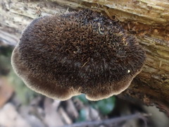 Postia pelliculosa