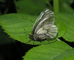 Parnassius stubbendorfii