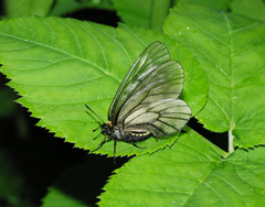 Parnassius stubbendorfii
