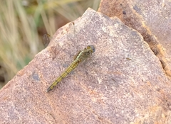Orthetrum machadoi
