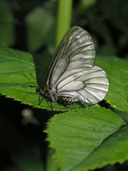 Parnassius stubbendorfii