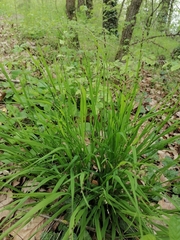 Melica uniflora
