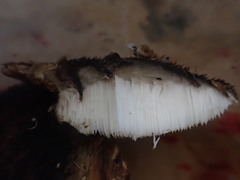 Postia pelliculosa