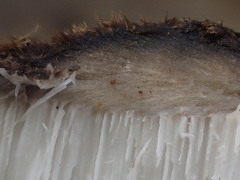 Postia pelliculosa