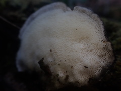 Postia pelliculosa