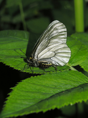 Parnassius stubbendorfii