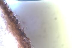 Postia pelliculosa