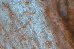 Postia pelliculosa
