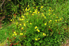 Ranunculus bulbosus aleae