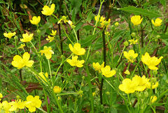 Ranunculus bulbosus aleae