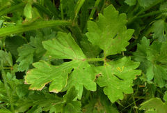 Ranunculus bulbosus aleae