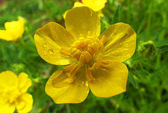 Ranunculus bulbosus aleae