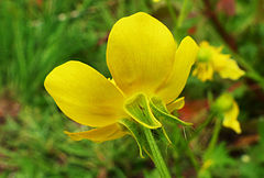 Ranunculus bulbosus aleae