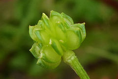 Ranunculus bulbosus aleae