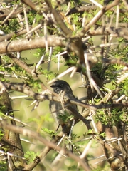 Curruca subcoerulea subcoerulea