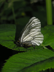 Parnassius stubbendorfii