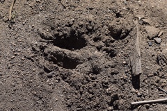 Odocoileus hemionus californicus