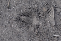 Odocoileus hemionus californicus