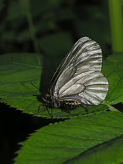 Parnassius stubbendorfii