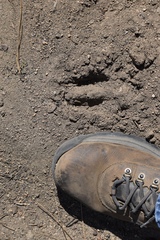 Odocoileus hemionus californicus