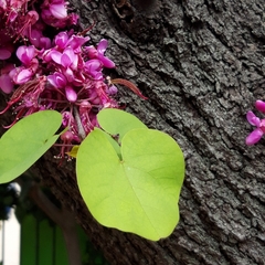 Cercis siliquastrum