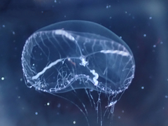 Mitrocomella polydiademata