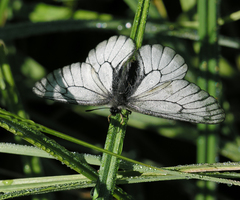 Parnassius stubbendorfii