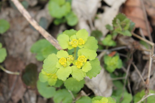 Chrysosplenium alternifolium iNat (2)