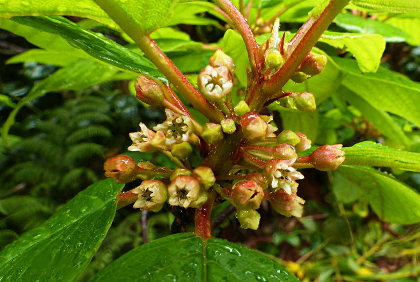 Azores buckthorn