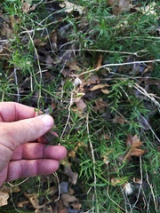 Brickellia eupatorioides gracillima
