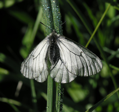 Parnassius stubbendorfii
