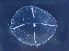 Mitrocomella polydiademata