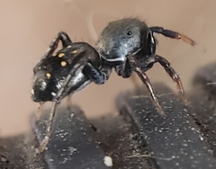 Natta chionogaster